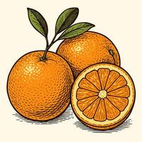 Arrangement of Fresh Oranges with a Slice and Green Leaves vector