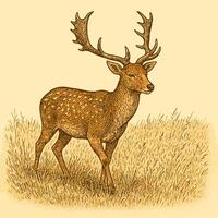 Standing Fallow Deer with Antlers in a Grassy Field Illustration vector