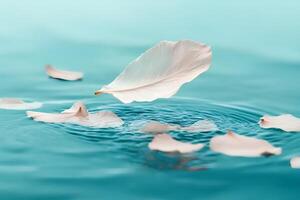 A serene image of a white petal gently falling onto the surface of calm water, captured with shallow depth of field to emphasize the delicate motion and peaceful atmosphere photo