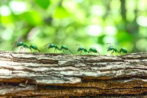 A close-up view of a group of green ants crawling on a tree branch in the forest. The macro shot reveals their intricate details and natural habitat photo