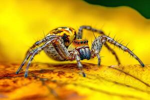 Detailed macro shot of a jumping spider resting on a vibrant yellow flower in the garden, capturing its intricate features photo