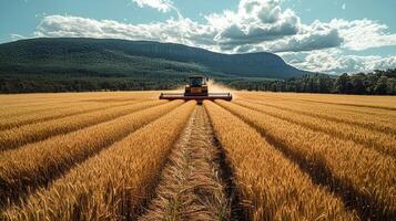 Large combine harvester operating in a vast wheat field during harvest season, cutting and collecting crops photo