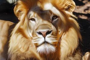 A captivating close-up portrait of a lion at a zoo, capturing its majestic features and intense gaze photo