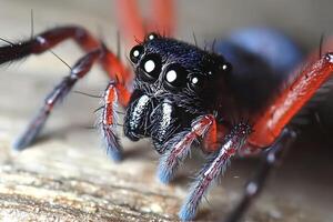 A close-up macro shot of a spiders face, highlighting the intricate details of its eyes and features with sharp clarity photo