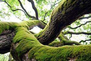 Close-up of an old large tree covered in green moss in a dense forest with soft natural light photo