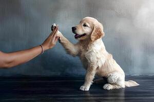 A cute golden retriever puppy playfully interacting with a human hand, creating a joyful and heartwarming moment against a neutral gray background photo