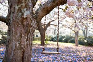 A serene scene of a swing hanging from a tree in the park, surrounded by blooming flowers. The vibrant colors and peaceful setting evoke a sense of calm and beauty in nature photo
