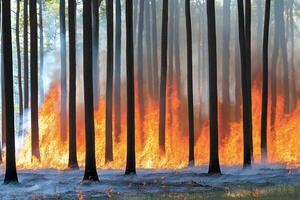 Intense forest fire in the spring, with pine trees engulfed in flames, highlighting the destructive power of wildfire in a natural landscape photo