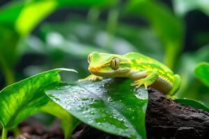 Gecko resting on a large leaf in the rainforest photo