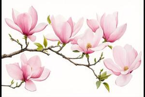 Pink magnolia flowers blooming on a branch photo