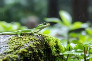 Green gecko resting on mossy rock in rainforest during rain photo