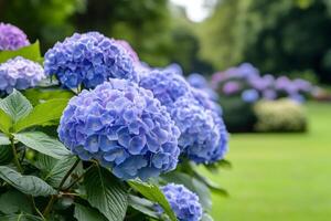 Blue hydrangea macrophylla blooming in a park with blurred background photo