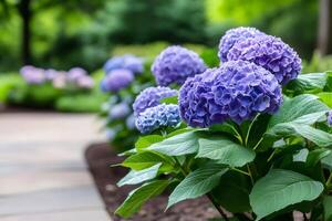Beautiful purple hydrangeas growing in a garden by a path photo