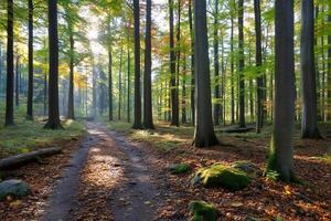 Sun shining through trees on a path in autumn forest photo