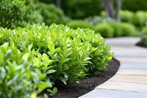 Lush green shrubs bordering a winding path in a well-maintained garden photo