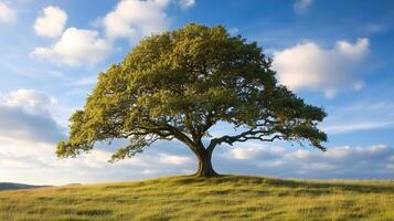 Large oak tree standing on a hill at sunset with cloudy sky photo