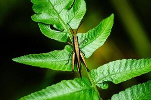 Grasshopper on a green fern leaf from top angle photo