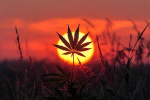Marijuana leaf silhouette against a setting sun in a cannabis field photo