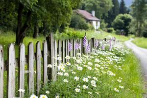 White picket fence with daisies and foxgloves bordering a country road photo