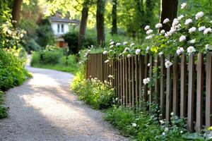 Gravel path leading to house with white roses climbing wooden fence in a garden photo