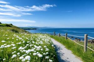 Scenic coastal path winding through a field of white flowers overlooking the ocean in Ireland photo