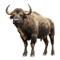 A large brown buffalo standing in front png