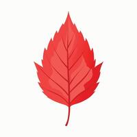 Bright Red Autumn Leaf with a Crisp and Detailed Texture vector