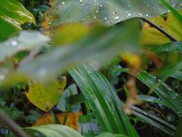 Raindrops on the leaves of a plant photo