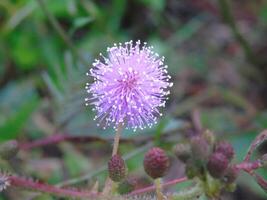 A purple flower with white dots on it photo