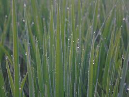 A close up of a field of grass with water droplets on it photo