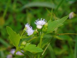 A small flower with white petals and tiny white stamens photo