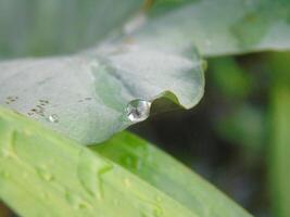A drop of water is on a leaf photo
