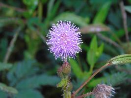 A purple flower with small white flowers photo
