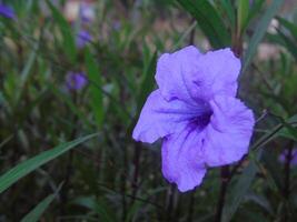 A purple flower is in the middle of some green grass photo