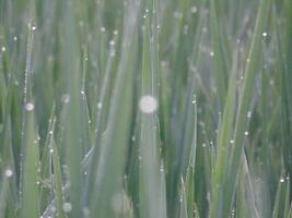 A close up of a field of grass with water droplets photo