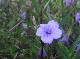 A purple flower is growing in the grass photo