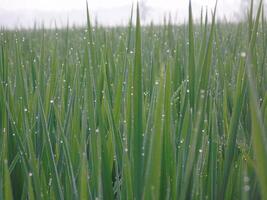 A field of tall grass with water droplets on it photo