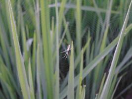 A spider is sitting on a web in the grass photo