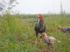 A group of chickens in a field photo