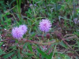 A close up of some purple flowers in the grass photo
