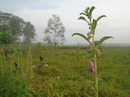 A flower growing in a field with a bird in the background photo