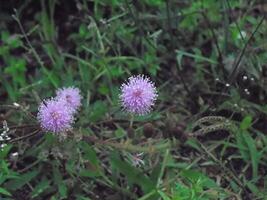 Two purple flowers are growing in the grass photo
