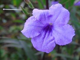 A purple flower with a green stem and leaves photo