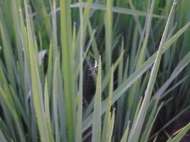 A spider is sitting on a plant in the grass photo
