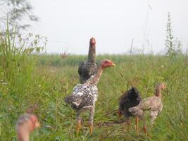 A flock of chickens in a field photo
