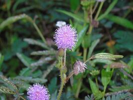 A purple flower with green leaves and stems photo