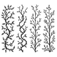 Detailed line art of twigs and thorns. Seamless pattern with tree branches. Close-up of black and white thorny branches. Botanical Illustration of Vines, Leaves and Thorny Stems, leaves illustration. vector