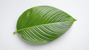 A green leaf on a white background photo