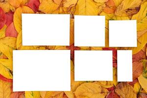 White blank frames lie on the background of yellow and red autumn leaves photo