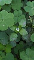 Close-up of chickweed flower in spring. Chickweed plant in the garden. photo